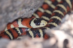 Lampropeltis knoblochi