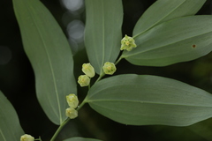 Polygonatum biflorum biflorum