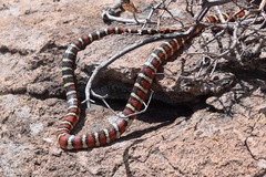 Lampropeltis knoblochi