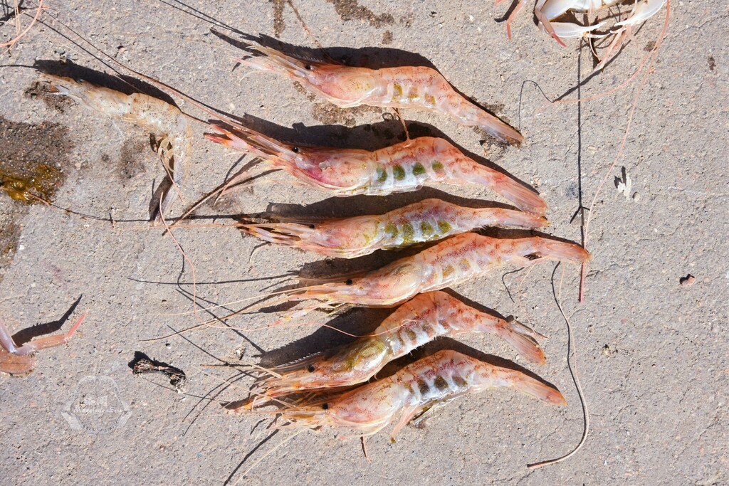 Chinese ditch prawn