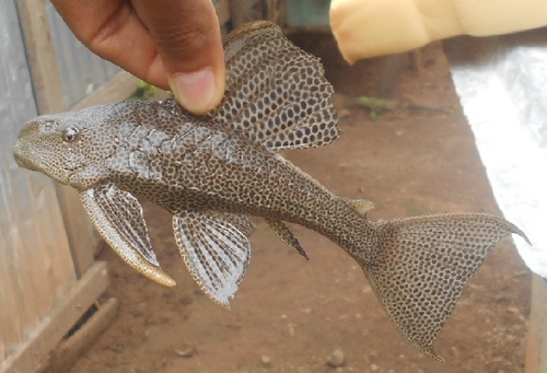 Wilsons pleco (Hypostomus wilsoni) — Loricariidae — 2