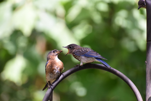 Eastern Bluebird photographed in Georgia