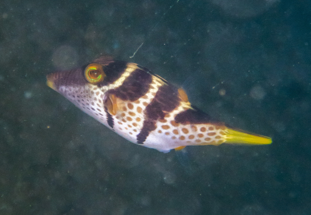 Valentinni's sharpnose puffer