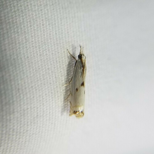 Gold-stripe Grass-veneer Moth