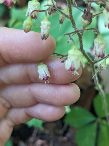 Image of Downy Alumroot (Heuchera pubescens) by (c) Alaina Krakowiak, some rights reserved (CC BY)