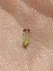 Heuchera pubescens, photograph (c) Alaina Krakowiak, some rights reserved (CC BY)