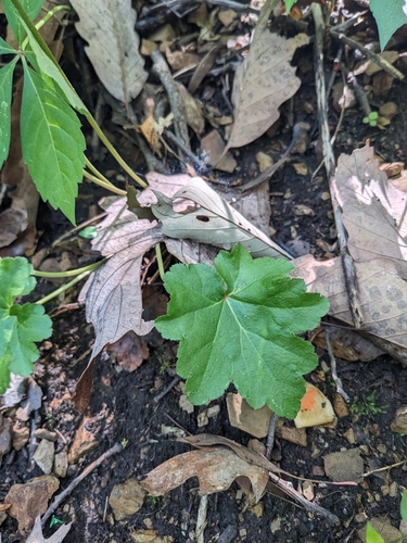 Image of Heuchera pubescens by (c) Alaina Krakowiak, some rights reserved (CC BY)
