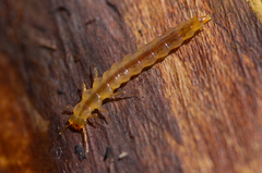 Pyrochroidae
