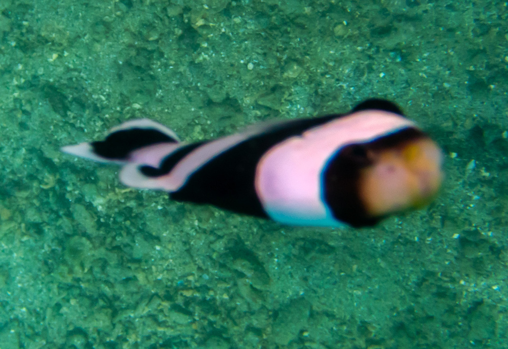 brownsaddle clownfish