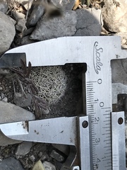 Coryphantha delicata