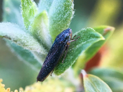 Graphocephala confluens