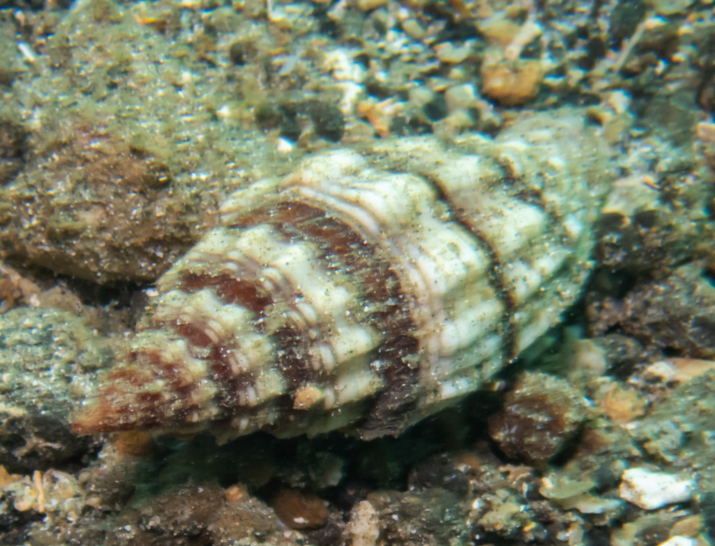 Vexillum rugosum