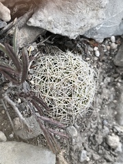 Coryphantha delicata