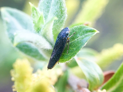 Graphocephala confluens