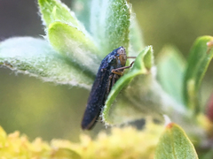 Graphocephala confluens