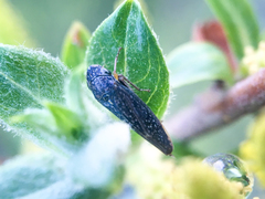 Graphocephala confluens