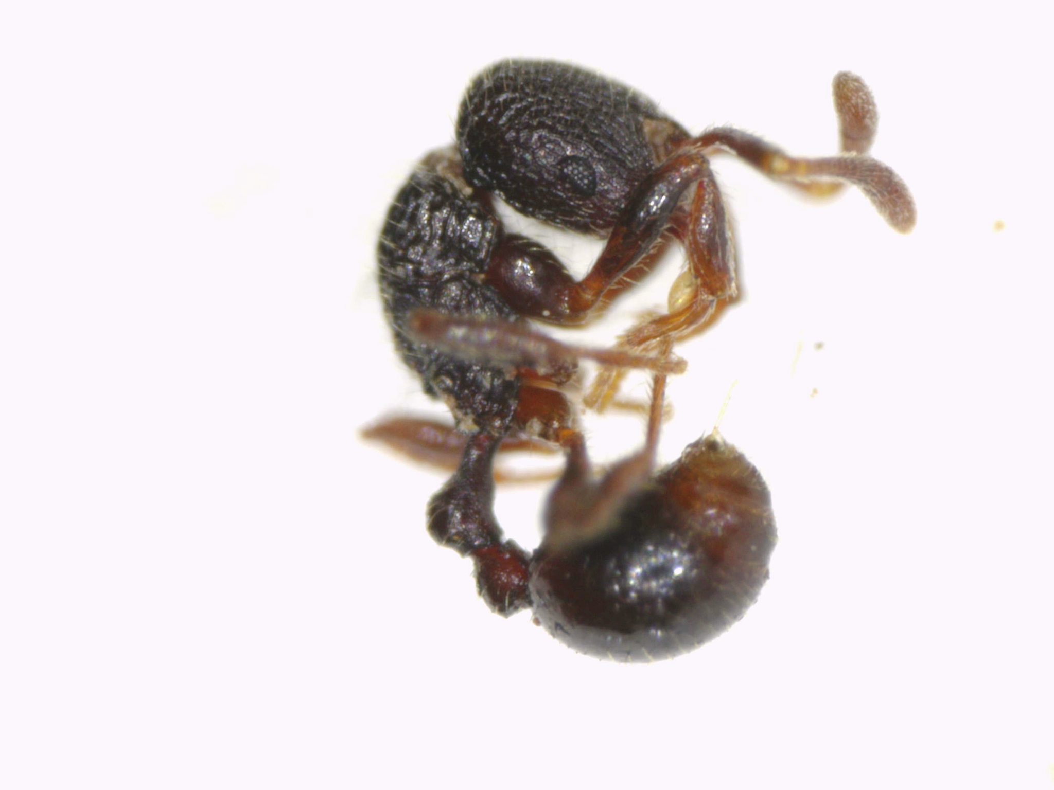 Rogeria inermis