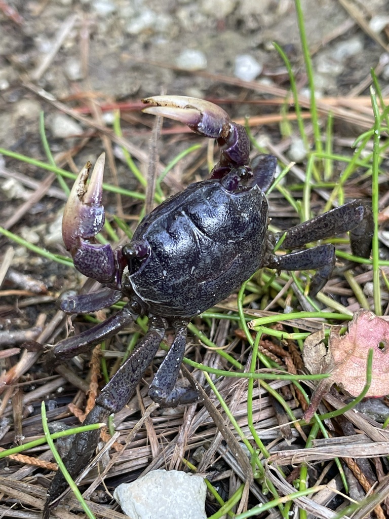 Purple Marsh Crab