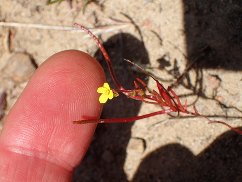 Image of Camissonia strigulosa by (c) George Williams, some rights reserved (CC BY)