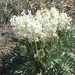 White Point-Vetch - Photo (c) martasedillo, some rights reserved (CC BY-NC), uploaded by martasedillo