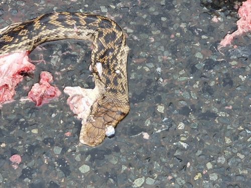 Australian Scrub Python sighting