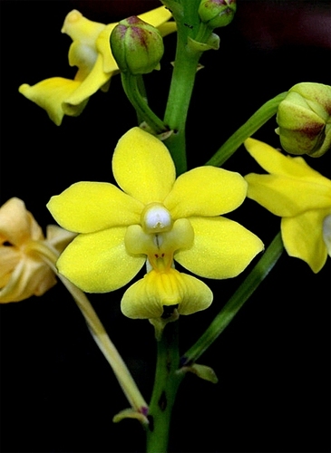 Spathulate Vanda