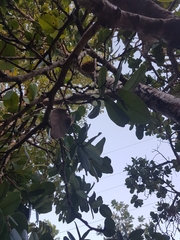 Annona crassiflora