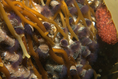 Phragmatopoma virgini