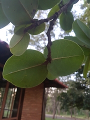 Annona crassiflora