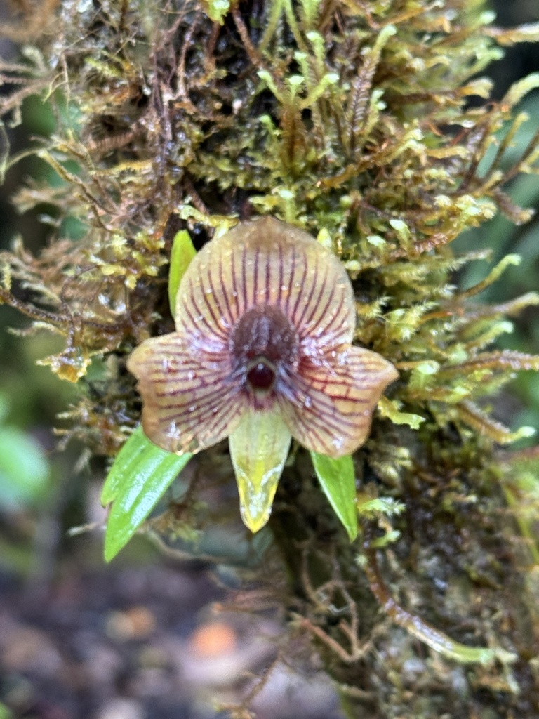 Telipogon ortizii