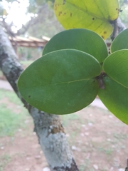 Annona crassiflora