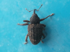 Conotrachelus posticatus