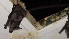 Chrotopterus auritus