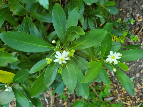 Drimys andina (Drimys andina)