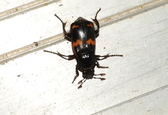 Nicrophorus sayi