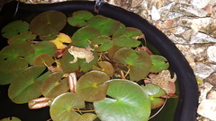 Anaxyrus americanus charlesmithi