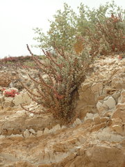 Extriplex californica