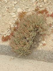 Extriplex californica