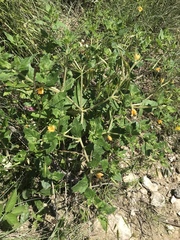 Mentzelia oligosperma