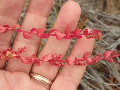 Aphanisma blitoides
