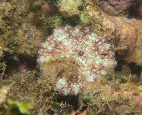 Cycloseris vaughani observed 2024-05-26