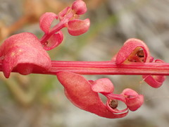 Aphanisma blitoides