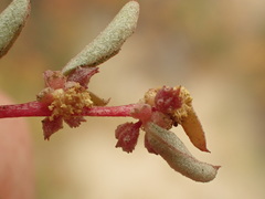 Atriplex pacifica