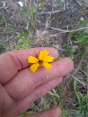 Coreopsis basalis