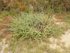 Suaeda taxifolia