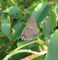 Satyrium liparops