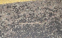 Arizona elegans elegans