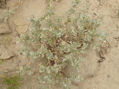 Atriplex leucophylla