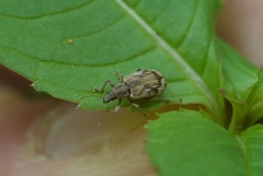 Polydrusus tereticollis