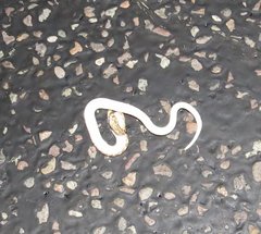 Arizona elegans elegans